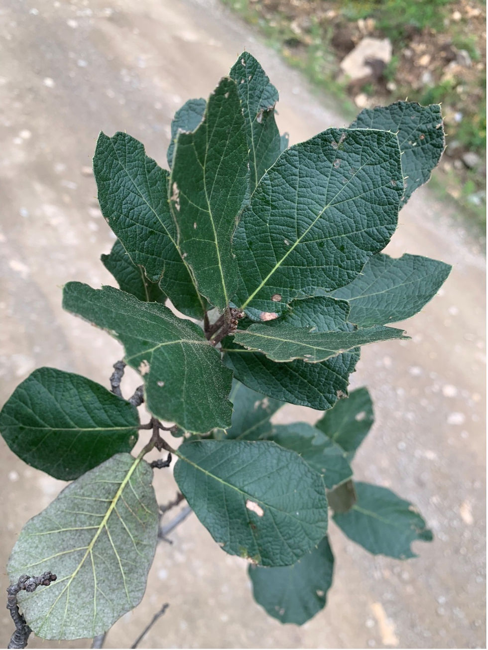 quercus.jpg