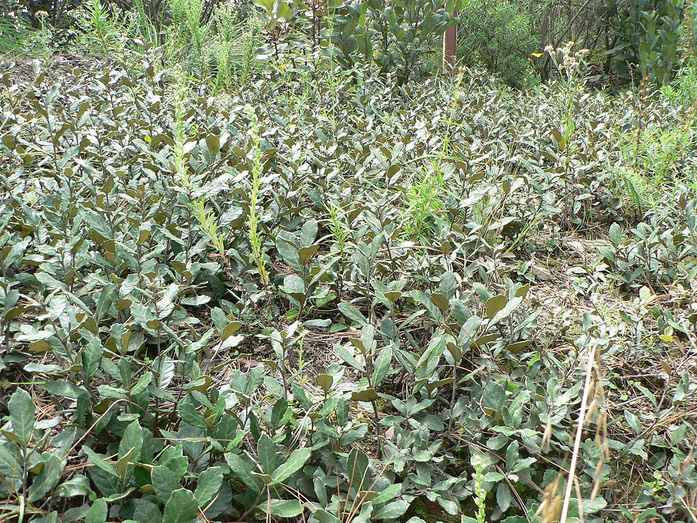 P1020679.repanda.JPG