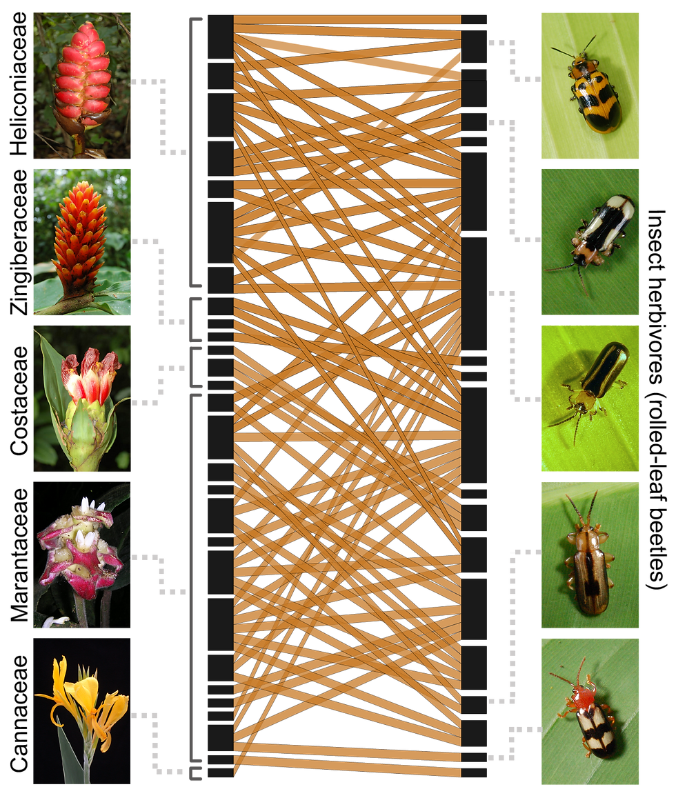 Death by a thousand cuts: insect declines in the Anthropocene [S-5]