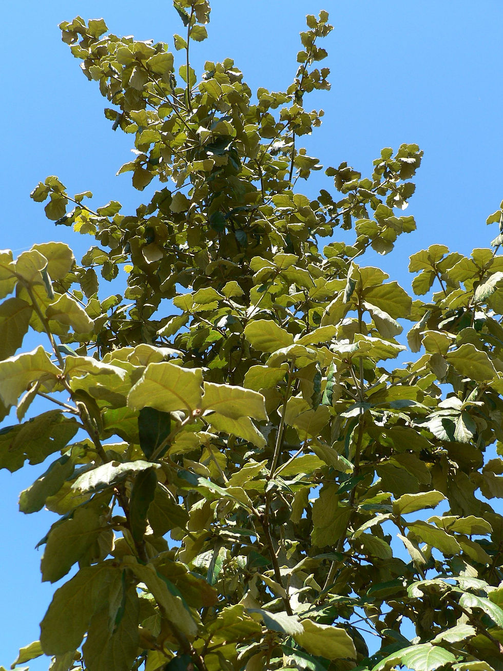P1140625.crassifolia.jpg