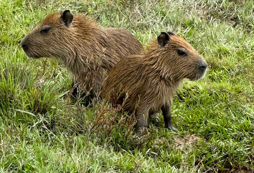 IMG_Chiguiro.jpg