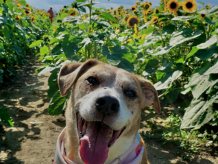 A Once-in-a-Lifetime Kind of Love