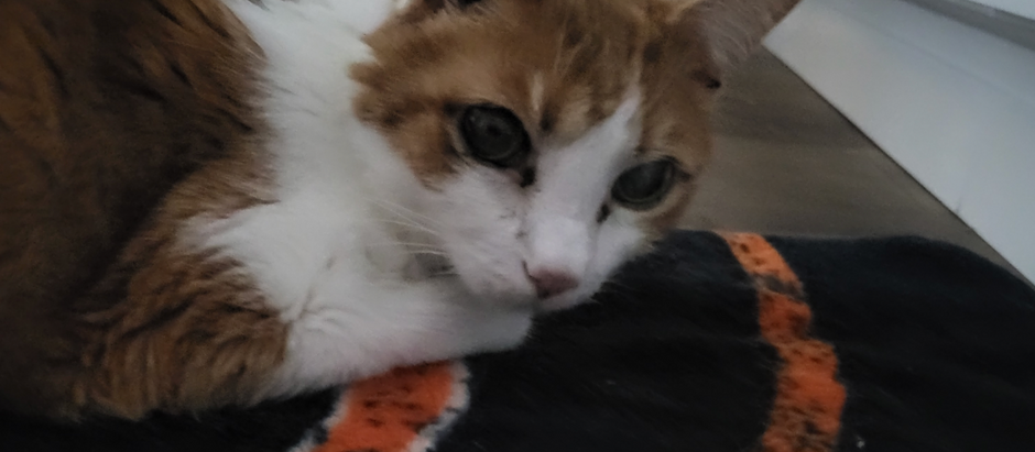 Tucci - A Gentle Soul Remembered