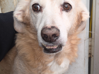 Chompy - Tail Wagging Into Overdrive