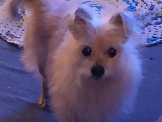 Grace - A devoted companion, a gentle guardian, and a true “earthly angel”