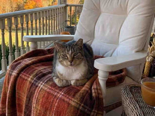 Spirit Queen Kitty: She Found Exactly Where She Belonged