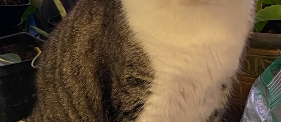Miss Kitty’s Love Remains in Her Favorite Place ❤️ 🐾