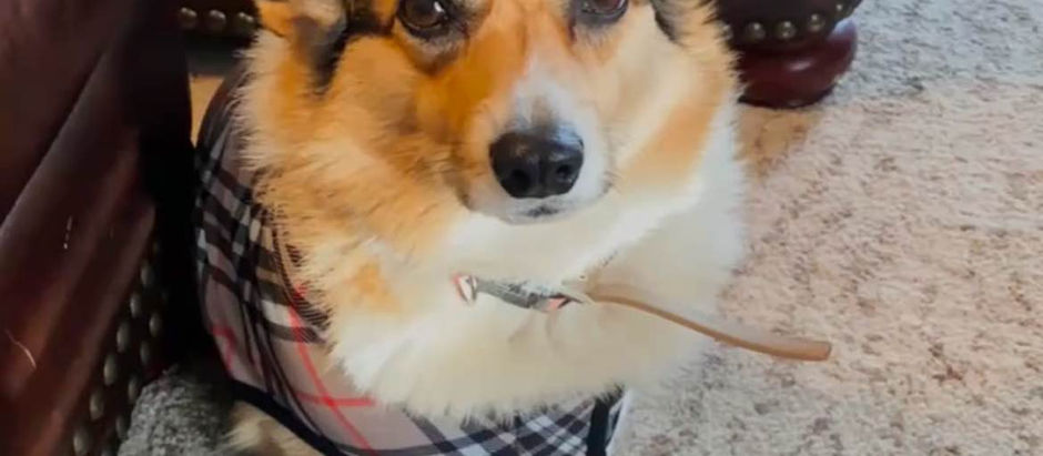 🐾 Bella: Queen of her Corgi Kingdom