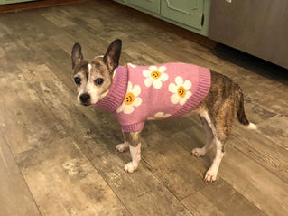 Harlee: Two Speeds, One Very Full Life
