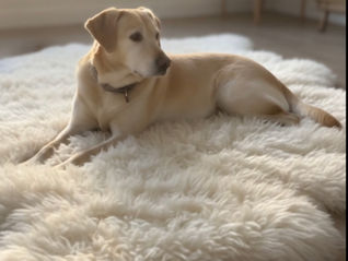 Officially Brutus, Forever Nuggy