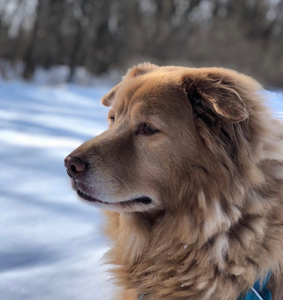 Ronan: Snowy Days and Loyal Love