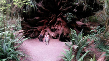 From the Red Wood Forests to the Monterey Waters...