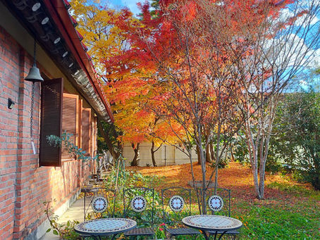 もみじの紅葉が見頃です R3.11.11