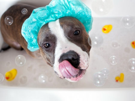 Preparing Your Dog For Their First Trip To The Groomer