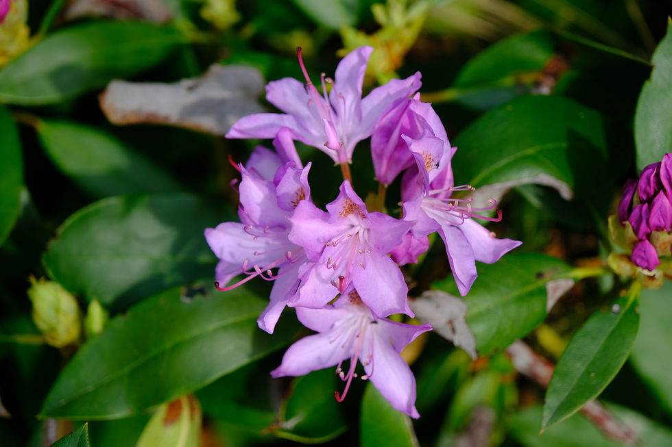 DSCF8514.JPG