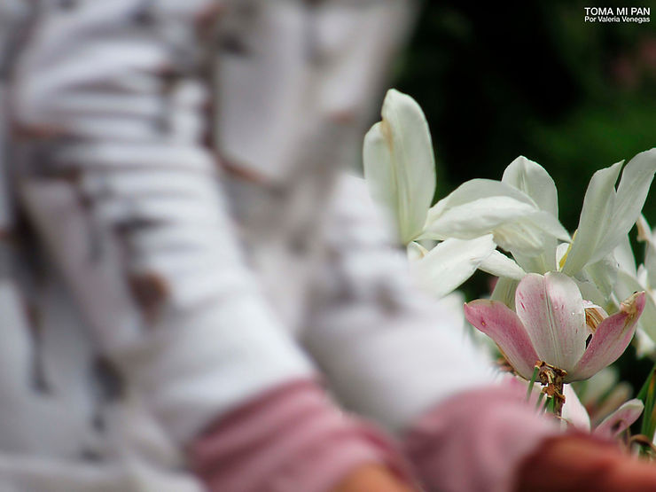 una flor con los mismos colores de la ropa de una niña