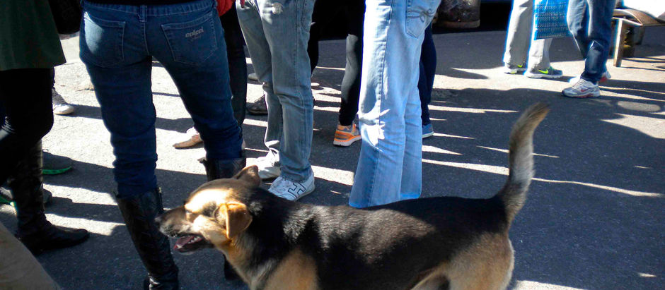 Behind microhistoria #23: Pan con cuatro patas