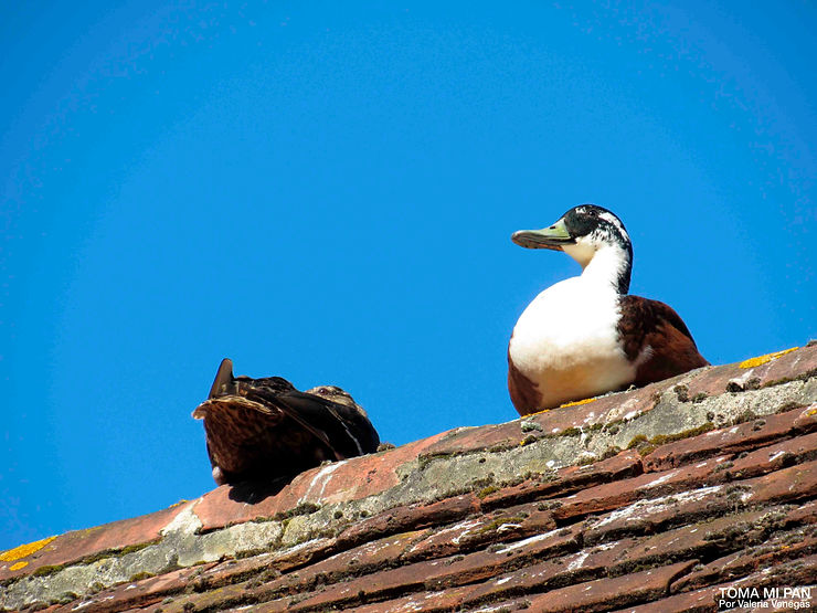 Dos pájaros en un techo de ladrillo