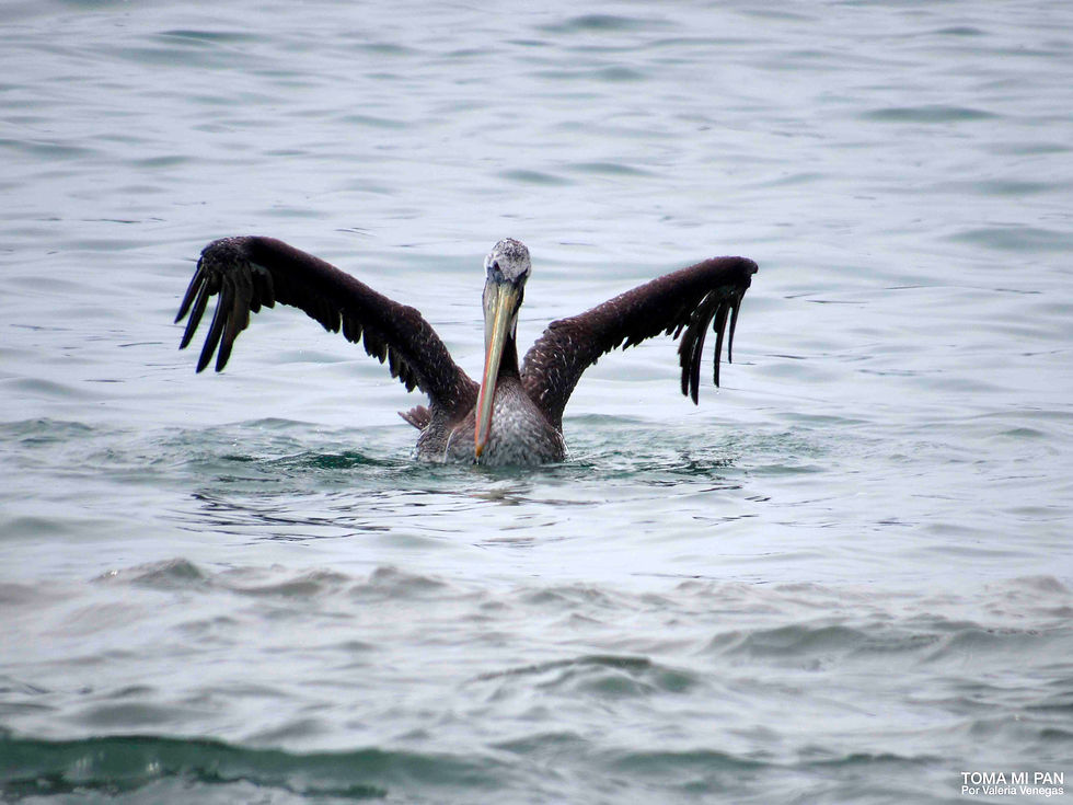 Un pelícano estira las alas de forma amenazante mientras nada en el mar
