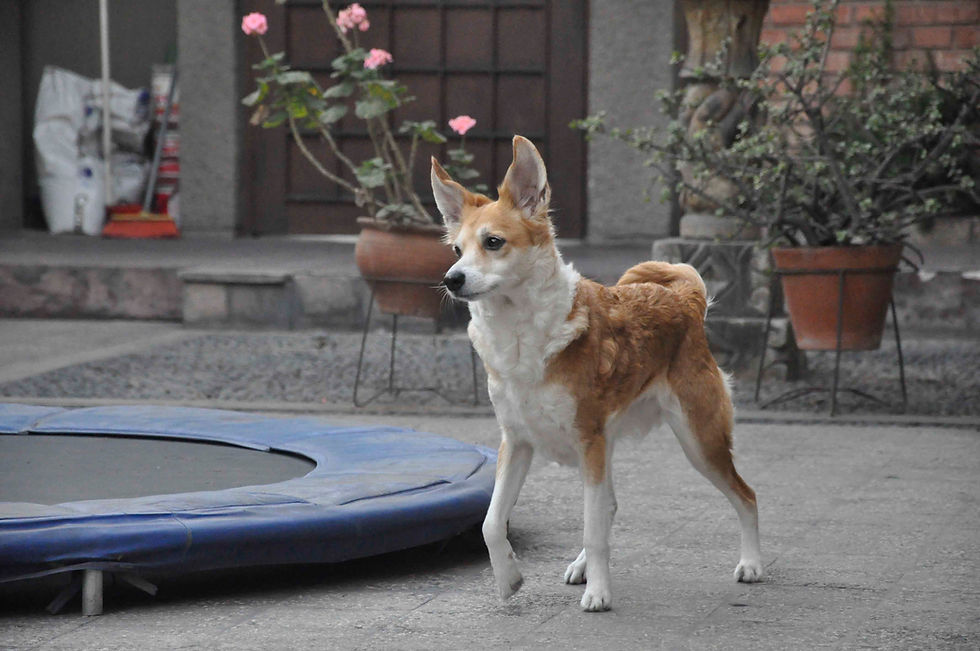 Un perro con las orejas levantadas