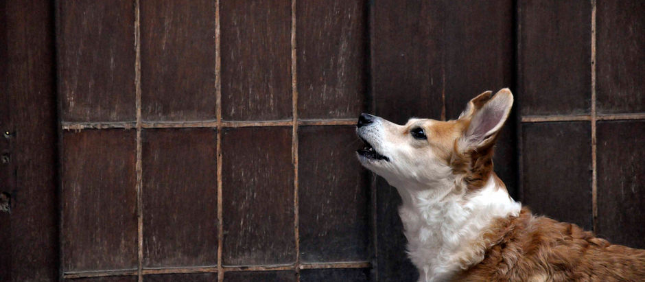 Historia #78: Pan con ladridos.