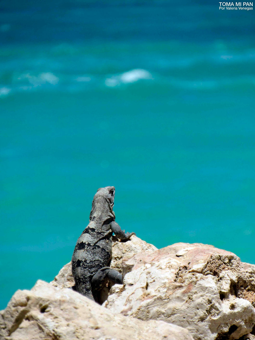 Una lagartija mira el mar