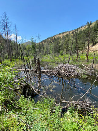Beaver Lodge in CO