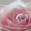 banque d'images wix site (21 x 14 cm) (7).png