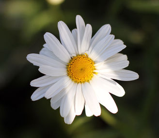 SIFCo receives $135,620 for Invasive Plant Reduction