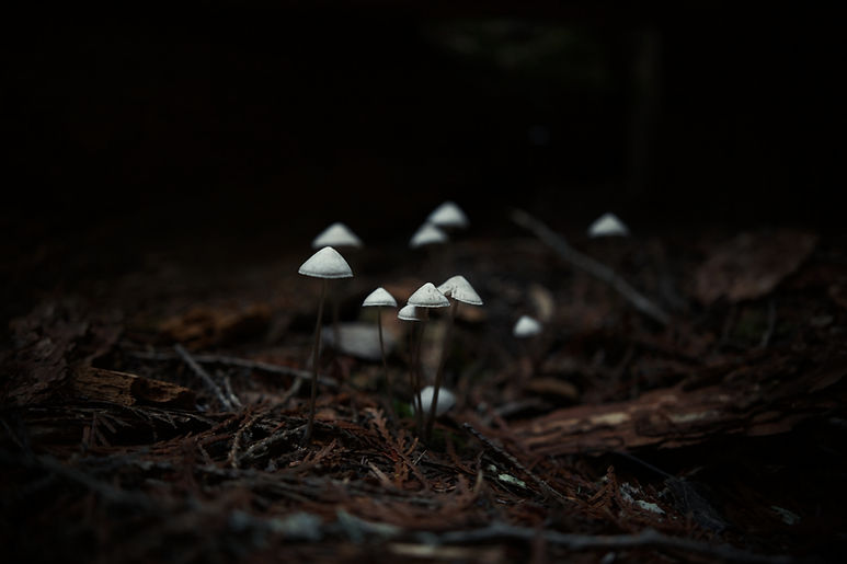 mushroom 2.jpg