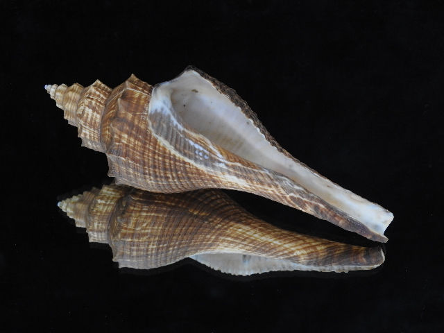 Thumbnail: Volema carinifera 160mm