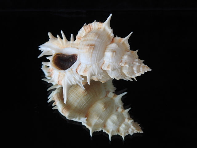 Thumbnail: Siratus pliciferoides 108.6mm
