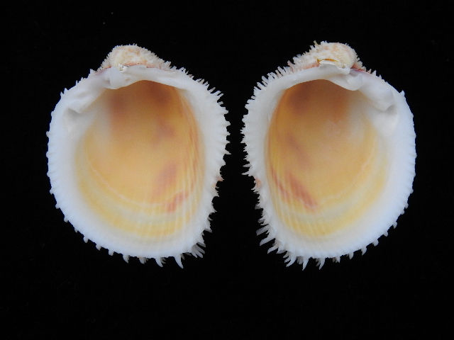 縮圖：Freneixicardia victor 51.1mm