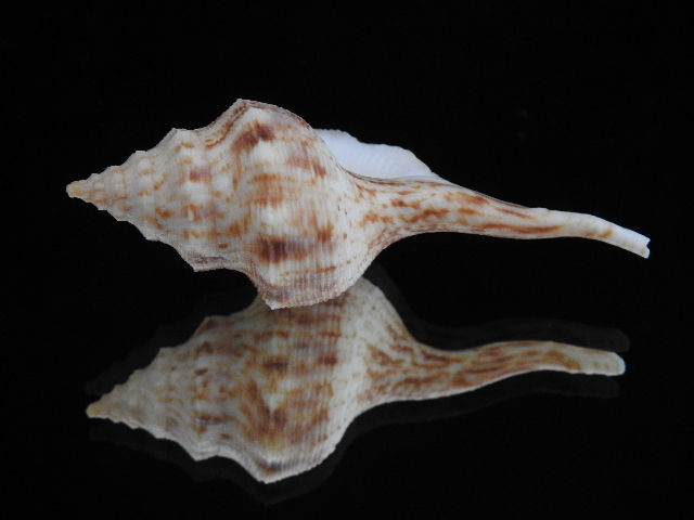 Thumbnail: Afer cumingii 68.2mm