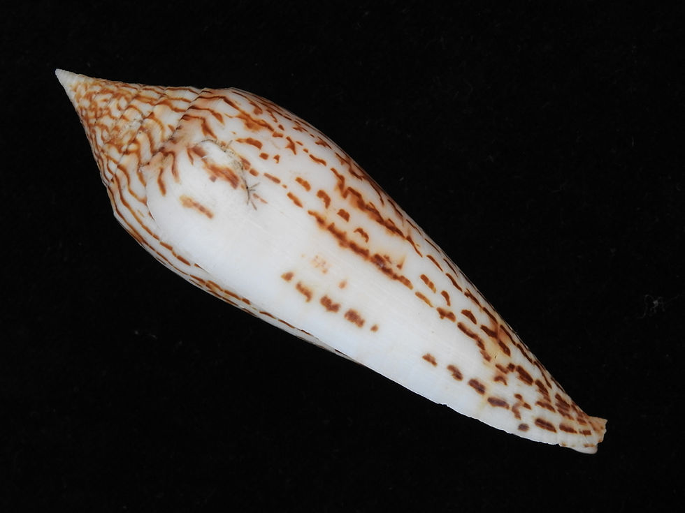 Thumbnail: Conus ranonganus 93.4mm