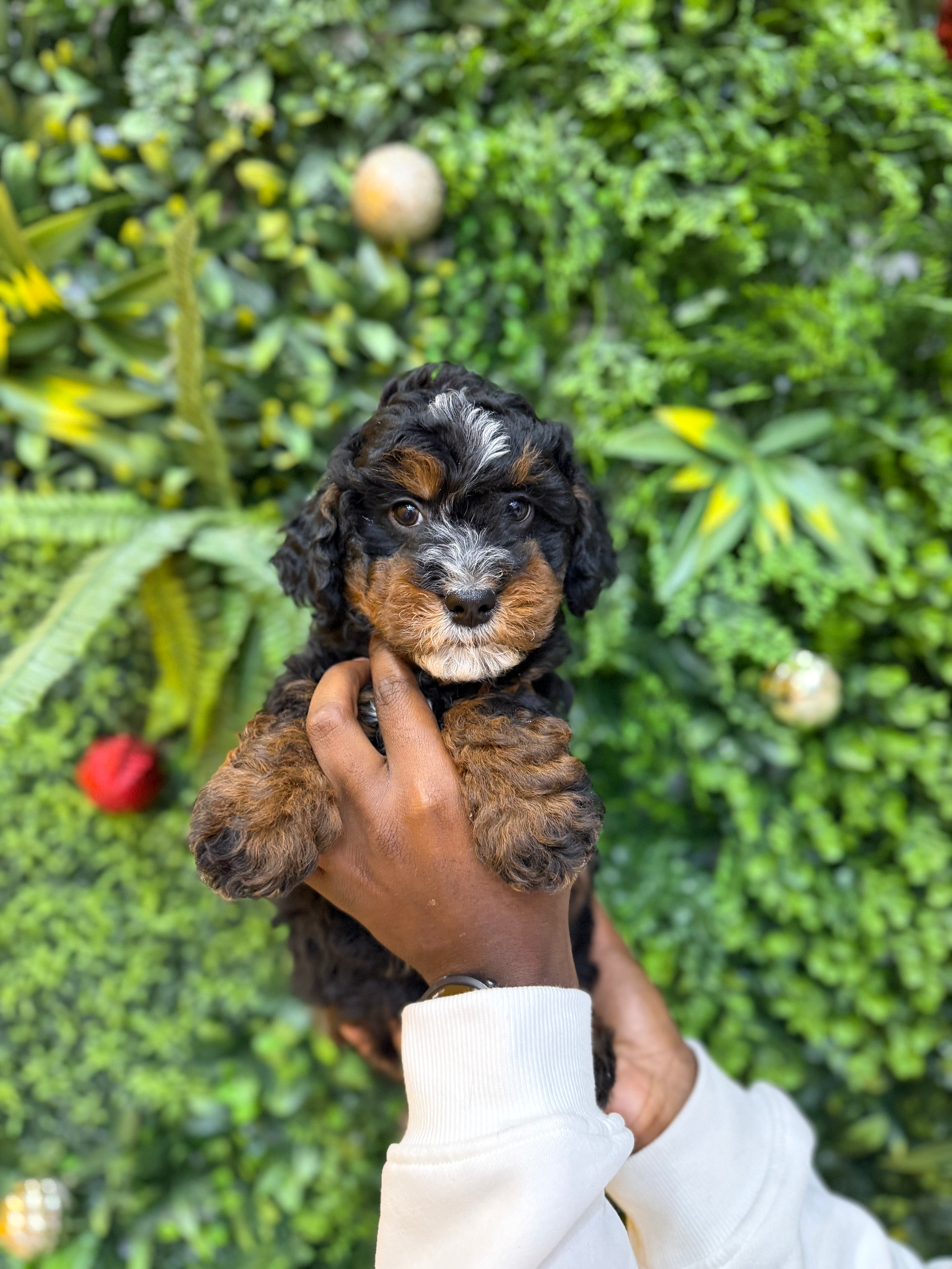 MOOSE — MINI BERNEDOODLE