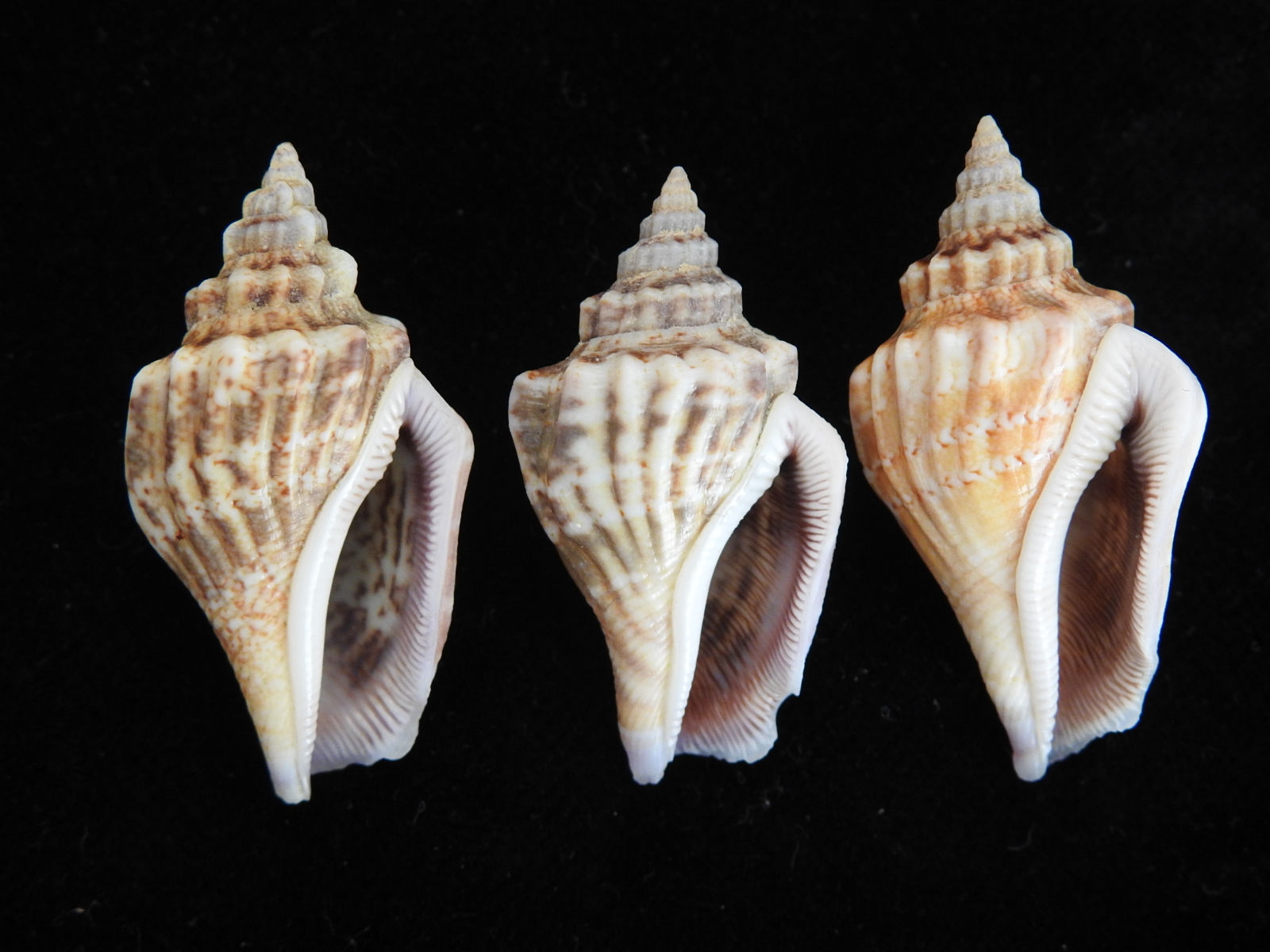 Strombus labiatus f. olydius 39mm