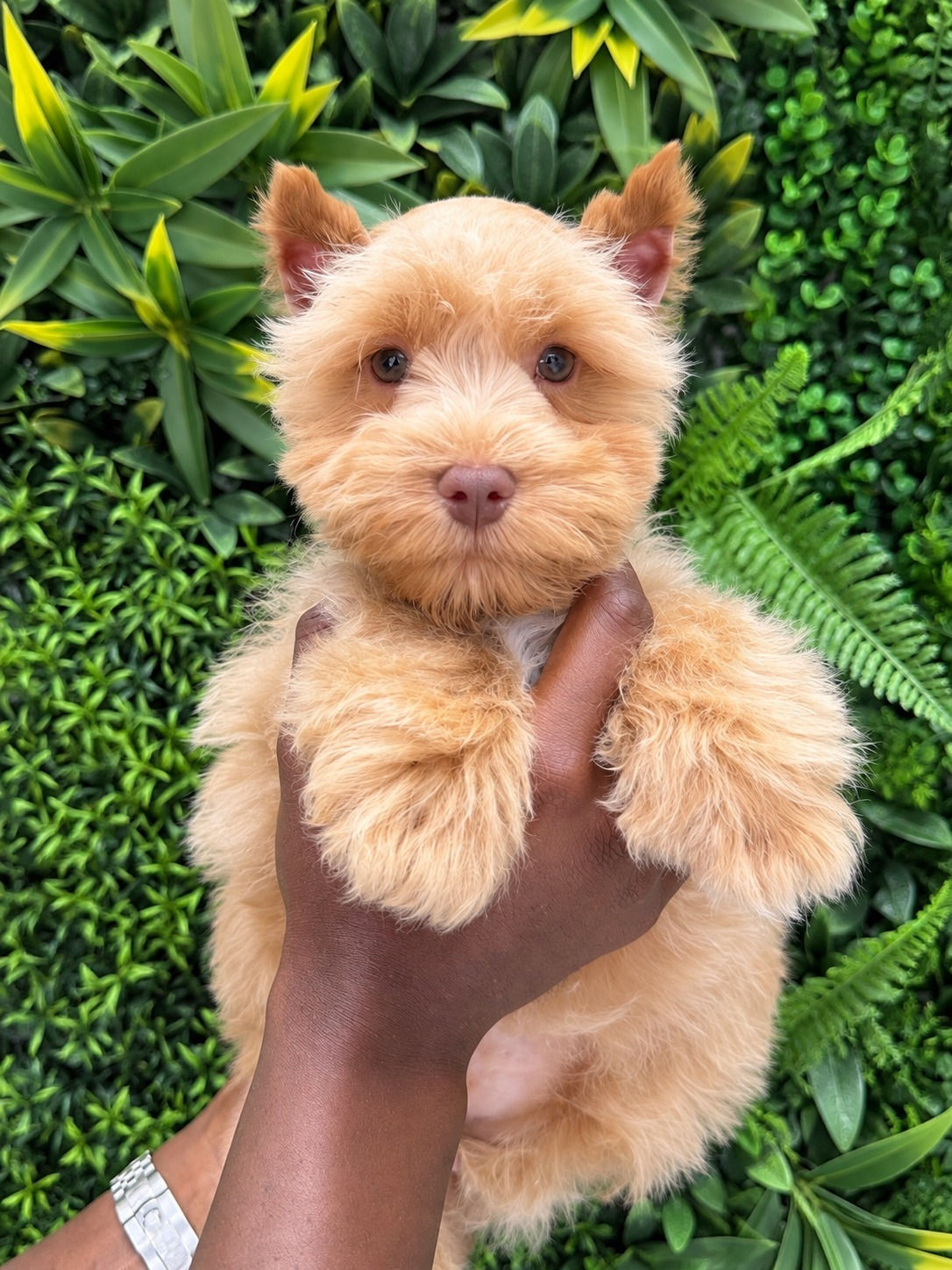 GINGER PRINCE — MINI SCHNAUZER