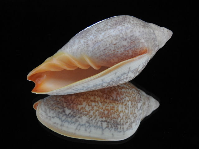 Thumbnail: Amoria exoptanda 102.5mm