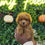 Thumbnail: KINGSTON— TOY POODLE