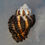 Thumbnail: Hexaplex stainforthi 49.1mm