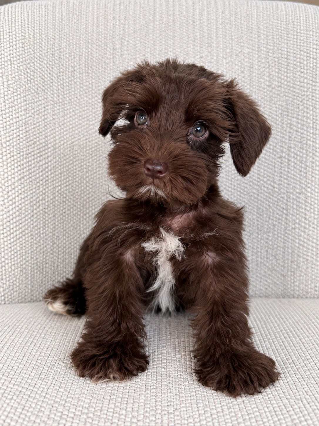 DUCHESS — MINI SCHNAUZER
