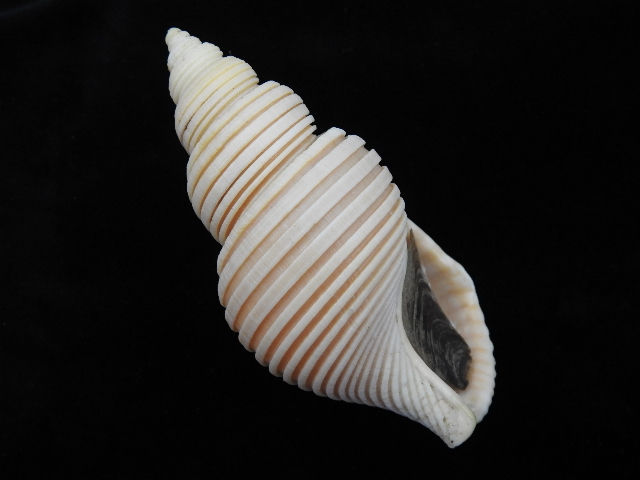 Thumbnail: Ancistrolepis vietnamensis 94.6mm