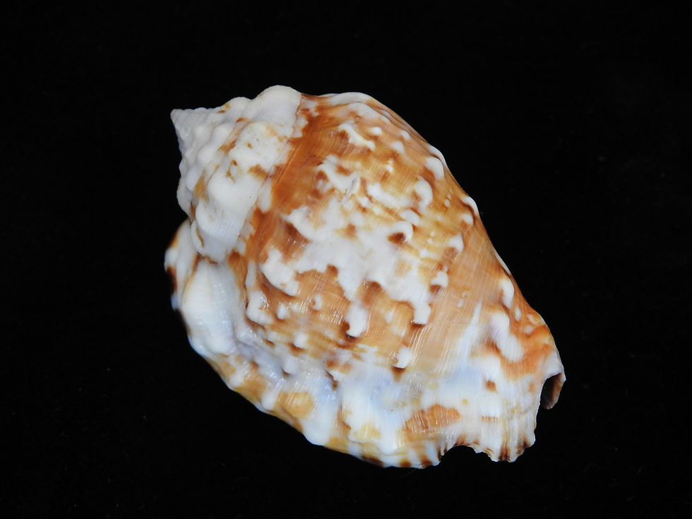 縮圖：Strombus pipus 58.8mm