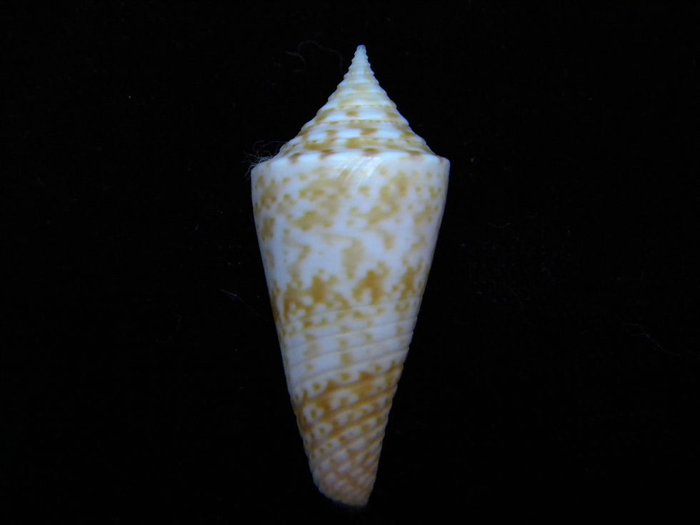 縮圖：Conus saecularis 38.3mm