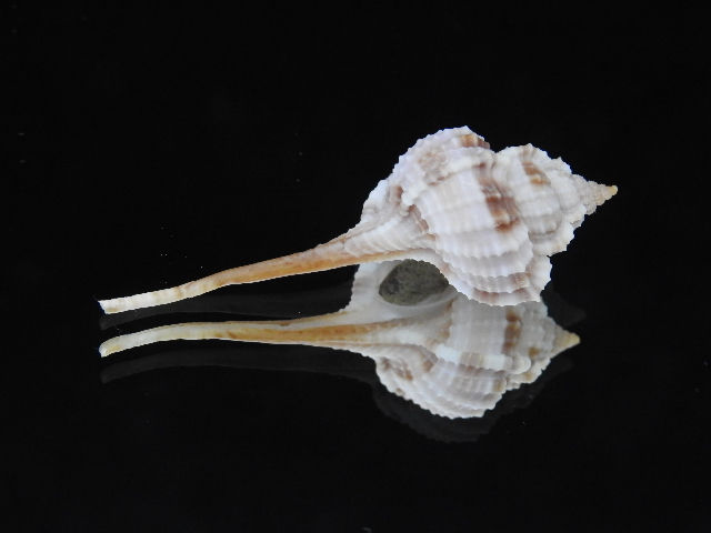 縮圖：Haustellum multiplicatus 54.3mm