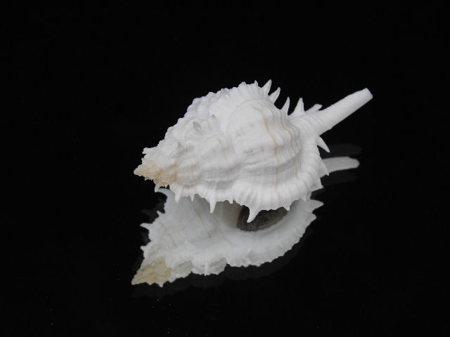 Thumbnail: Siratus ciboney 54.2mm