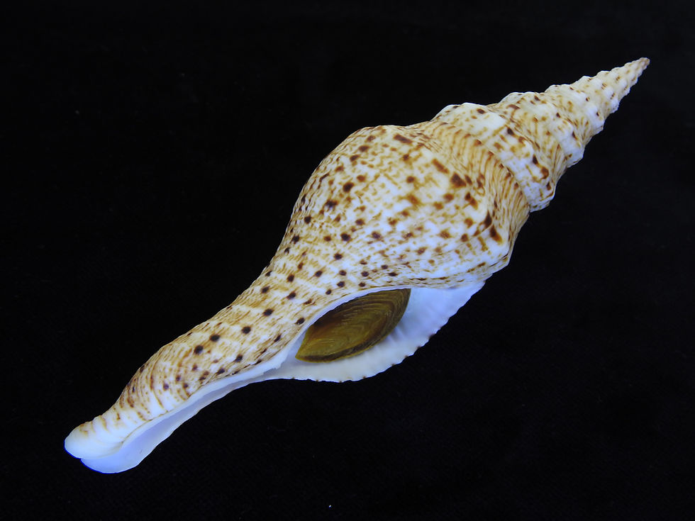 Thumbnail: Fusinus brianoi 147.6mm