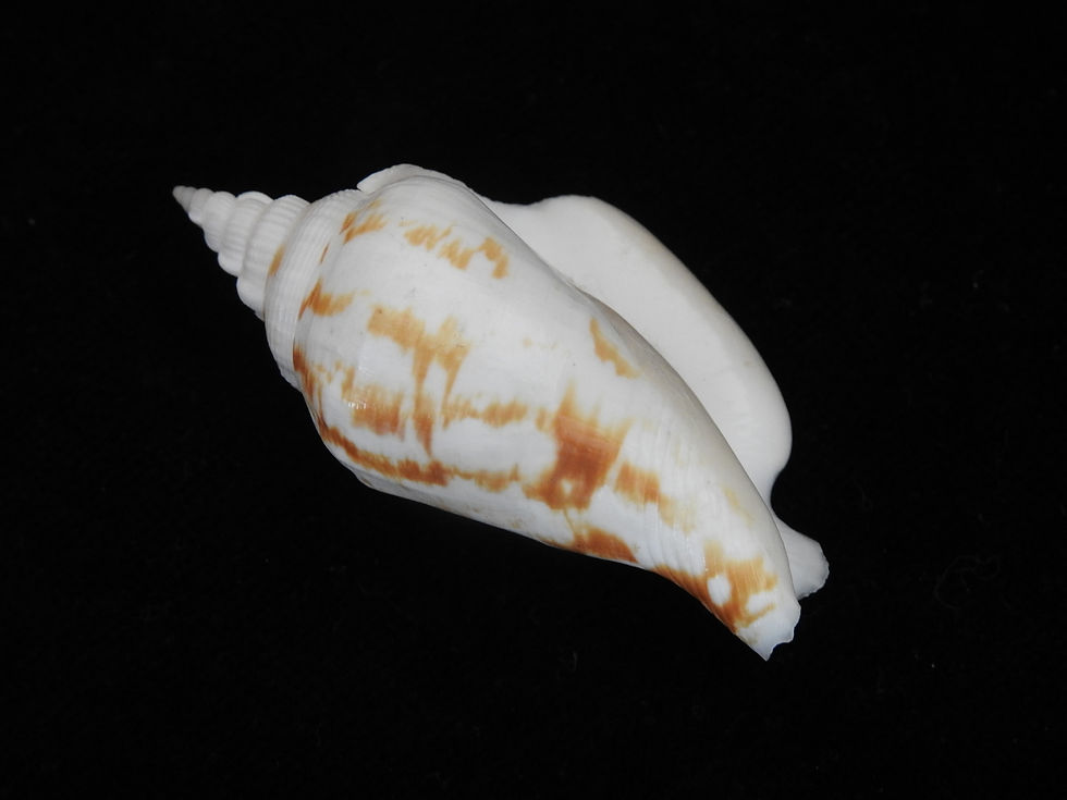 縮圖：Strombus epidromis 57.6mm