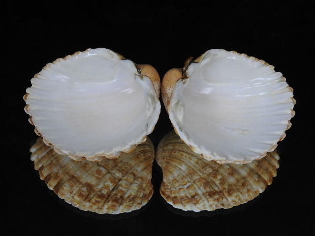 縮圖：Acanthocardia tuberculata 60.8mm